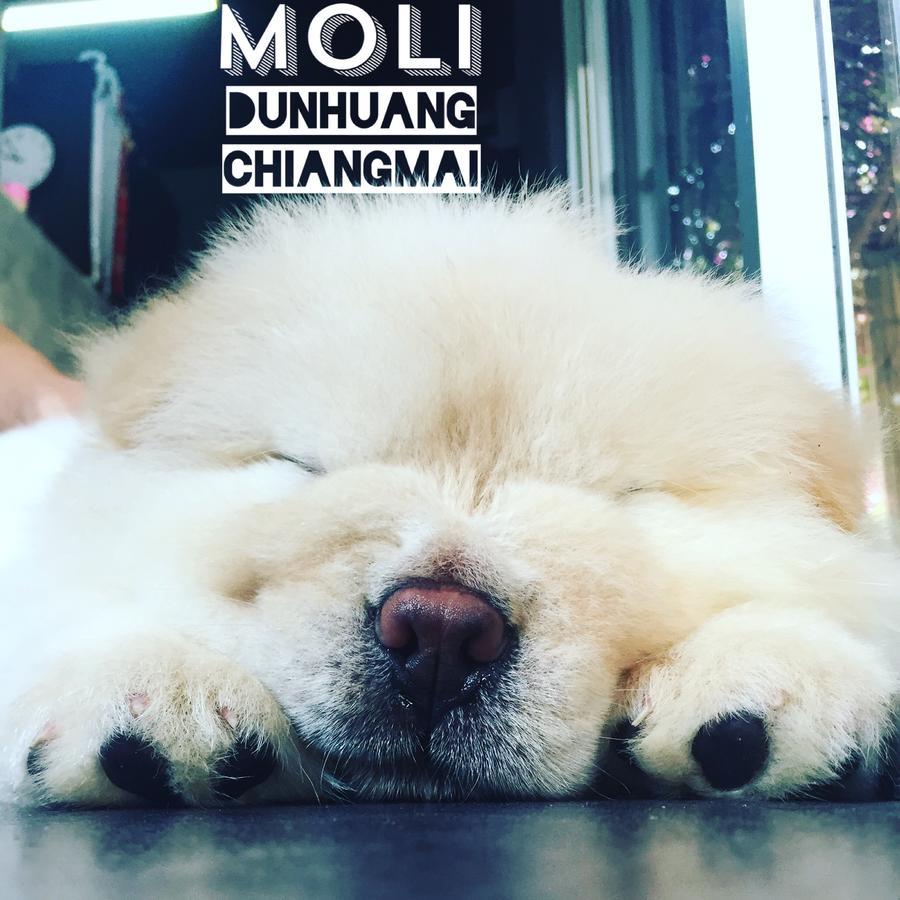 צ'יאנג מאי Chiangmai Moli Inn (Adults Only) מראה חיצוני תמונה